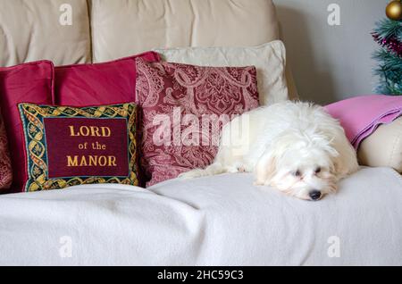 Un cavapoo blanc tirasé reposant sur un canapé. Banque D'Images