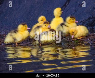 Groupe de canetons sur un bord de lac Banque D'Images