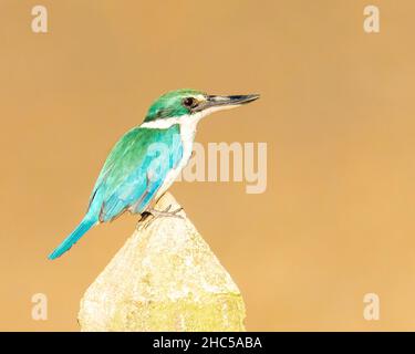 Une belle femelle de Kingfisher de Collared photographiée dans la nature, loin de la plage, perchée au-dessus d'une clôture en béton, à l'intérieur Banque D'Images