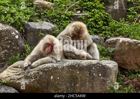 Charmante famille de singes à neige se détendant sur la grande pierre dans le parc des singes de Jigokudani au Japon en avril, station Yudanaka, préfecture de Nagano. Banque D'Images