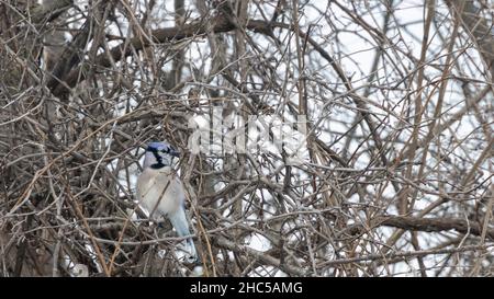 Gros plan d'une magpie bordée d'azur perchée sur des branches sèches Banque D'Images