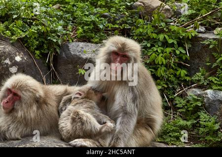 Charmante famille de singes à neige se détendant sur la grande pierre dans le parc des singes de Jigokudani au Japon en avril, station Yudanaka, préfecture de Nagano. Banque D'Images
