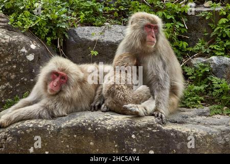 Charmante famille de singes à neige se détendant sur la grande pierre dans le parc des singes de Jigokudani au Japon en avril, station Yudanaka, préfecture de Nagano. Banque D'Images