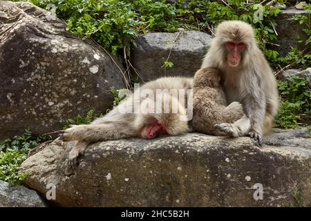 Charmante famille de singes à neige se détendant sur la grande pierre dans le parc des singes de Jigokudani au Japon en avril, station Yudanaka, préfecture de Nagano. Banque D'Images