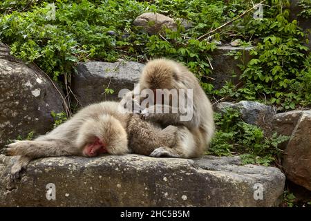 Charmante famille de singes à neige se détendant sur la grande pierre dans le parc des singes de Jigokudani au Japon en avril, station Yudanaka, préfecture de Nagano. Banque D'Images