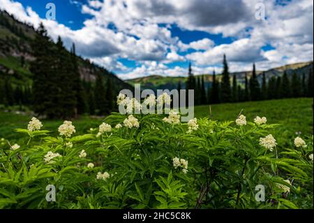 Darby Canyon à Victor Idaho, États-Unis Banque D'Images