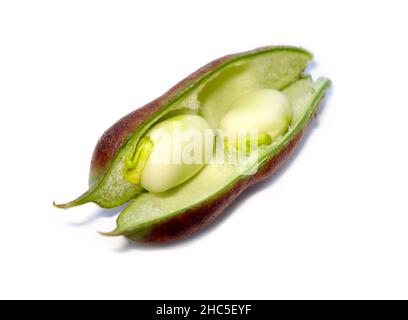 Vicia Faba, fèves.Haricots noirs russes dans la maturité du lait. Banque D'Images