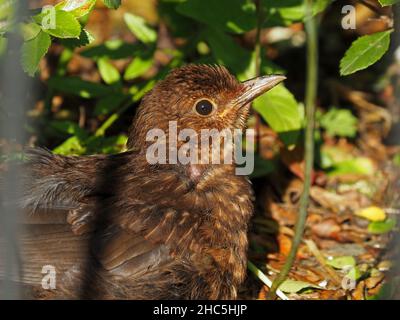 Gros plan détaillé de la femelle de Common ou de Blackbird eurasien (Turdus merula) bains de soleil sous une haie à Cumbria, Angleterre, Royaume-Uni Banque D'Images