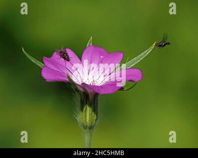 2 mouches visitant une fleur pourpre unique de coqe de maïs commun (Agrostemma githago) contrastant avec le fond vert riche à Cumbria, Angleterre, Royaume-Uni Banque D'Images