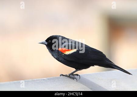 Un blackbird à ailes rouges mâle est assis sur un rail de promenade Banque D'Images