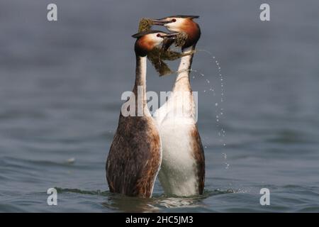 Deux grands grebes à crête au rituel de mariage Banque D'Images