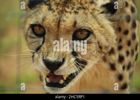 Gros plan de la guépard agitée en captivité Banque D'Images