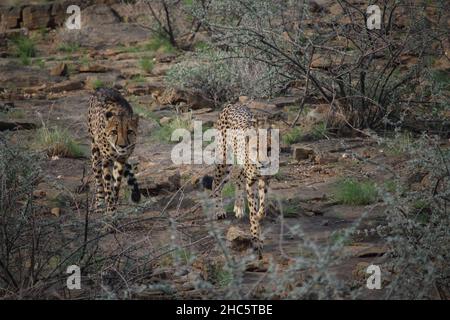 Une coalition de cheetahs marche vers la caméra à travers un terrain rocailleux et bushy Banque D'Images