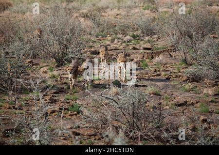 Une coalition de cheetahs marche vers la caméra à travers un terrain rocailleux et bushy Banque D'Images