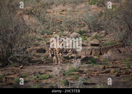Une coalition de cheetahs marche vers la caméra à travers un terrain rocailleux et bushy Banque D'Images