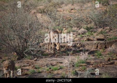 Une coalition de cheetahs marche vers la caméra à travers un terrain rocailleux et bushy Banque D'Images