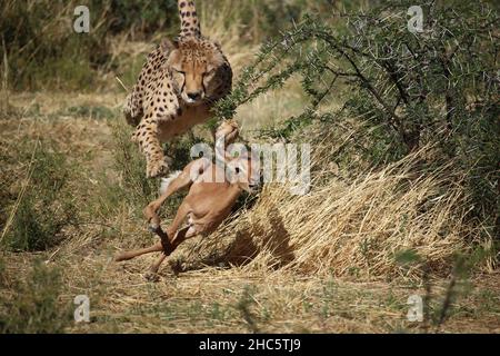 Guépard mâle adulte chassant un jeune impala veau Banque D'Images