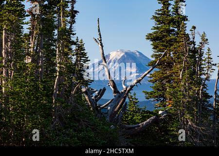 WA19932-00...WASHINGTON - Mont Adams vu à travers un groupe d'arbres de la Goat Rock Wilderness dans la forêt nationale de Gifford Pinchot. Banque D'Images