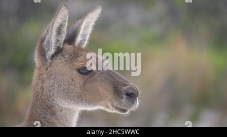 Gros plan d'un kangourou sur Lucky Bay Beach Esperence Banque D'Images