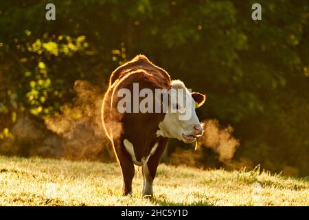 Bétail marchant le matin au coucher du soleil dans un pré en Suède. Banque D'Images
