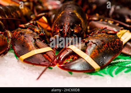 Gros plan du homard (Homarus gammarus) dans le magasin de fruits de mer Banque D'Images