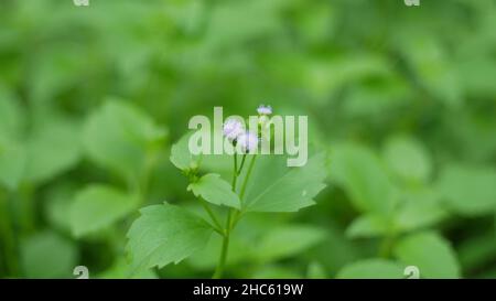 Cliché sélectif de l'ageratum conyzoides (bouillie de chèvre) avec des feuilles vertes Banque D'Images