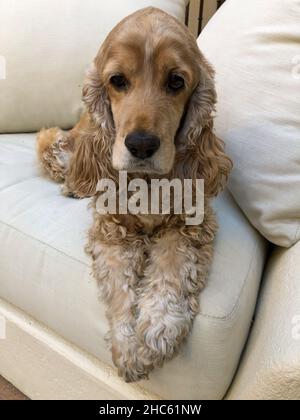 Mignon Cocker anglais Epagneul assis sur le canapé Banque D'Images