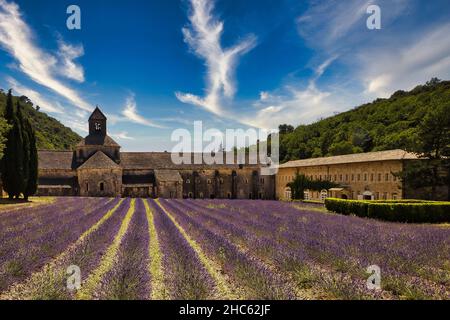 Photo à angle bas d'un champ de lavande en face du monastère de Sénanque, France entourée d'une forêt Banque D'Images