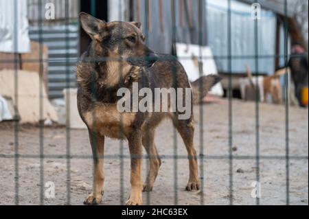 Chien à l'abri.Chien solitaire en cage.Chien sans abri derrière les bars Banque D'Images