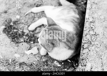 Gros plan à angle élevé d'un chat à fourrure posé sur le sol en niveaux de gris Banque D'Images