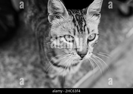 Portrait en niveaux de gris d'un chat tabby avec un regard sérieux Banque D'Images