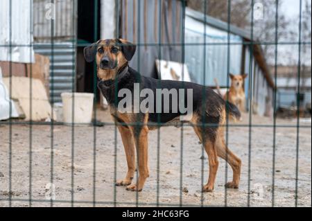 Chien à l'abri.Chien solitaire en cage.Chien sans abri derrière les bars Banque D'Images