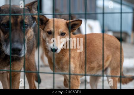 Chien à l'abri.Chien solitaire en cage.Chien sans abri derrière les bars Banque D'Images