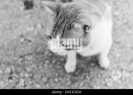 Photo en niveaux de gris d'un curieux chat moelleux à la recherche de quelque chose Banque D'Images