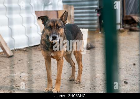 Chien à l'abri.Chien solitaire en cage.Chien sans abri derrière les bars Banque D'Images