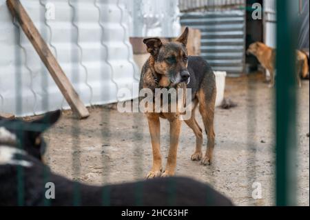 Chien à l'abri.Chien solitaire en cage.Chien sans abri derrière les bars Banque D'Images