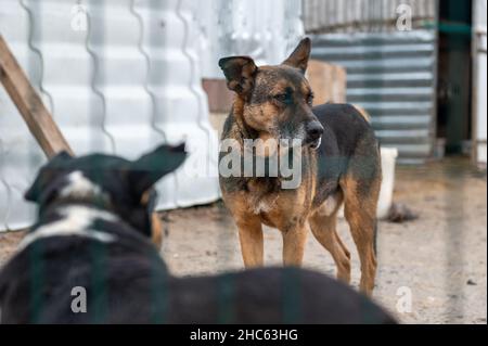 Chien à l'abri.Chien solitaire en cage.Chien sans abri derrière les bars Banque D'Images