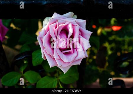 Gros plan d'une seule rose chinoise rose poussant dans le jardin Banque D'Images