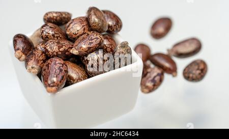 Graines d'huile de ricin (Ricinus communis) isolées sur fond blanc Banque D'Images