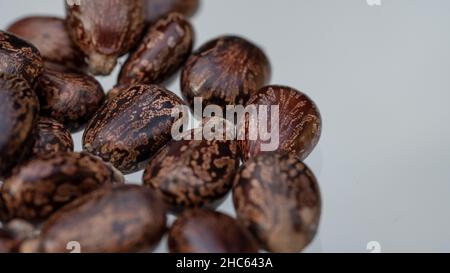 Graines d'huile de ricin (Ricinus communis) isolées sur fond blanc Banque D'Images