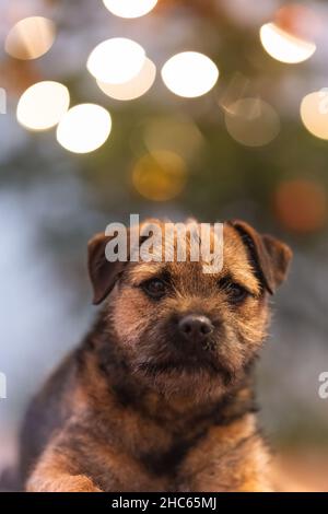 petit chien bordure terrier portrait de noël.En arrière-plan, un sapin de Noël s'illumine.Magnifique bokeh.Cadeau de Noël. Banque D'Images