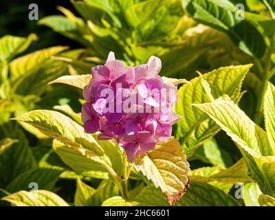 Petit bouquet de délicates fleurs d'hortensia rose dans le jardin ensoleillé Banque D'Images