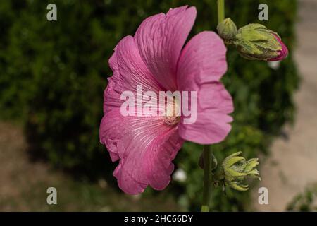 Fleur rose d'Alcea rosea dans le fond naturel flou Banque D'Images