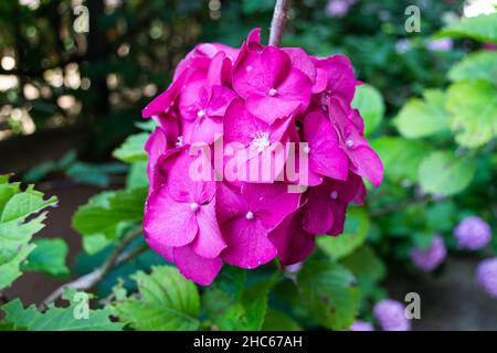 Bouquet de fleurs d'hortensia pourpres dans le jardin Banque D'Images