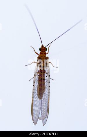 Les neuroptères sont un ordre d'insectes endoptérygotiques. Banque D'Images