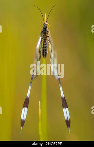 Les neuroptères sont un ordre d'insectes endoptérygotiques. Banque D'Images