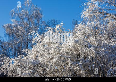 la neige givrée couvrait les branches d'hiver du sommet de l'arbre par temps ensoleillé Banque D'Images