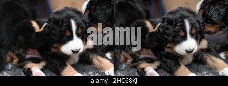 Groupe de chiots de montagne bernois Banque D'Images