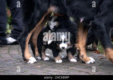 Chien de montagne bernois avec chiots Banque D'Images