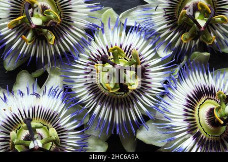 Photographie de fleurs de Passiflora caerulea également connu sous le nom de fleur de passionflower bleue, fleur de passionflower bleutée ou fleur de passion commune pour fond floral Banque D'Images